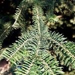 Abies cephalonica List