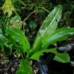 Eryngium foetidum Feuille