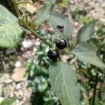 Solanum americanum Fruct