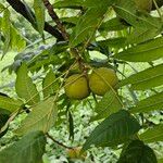 Juglans nigraFruit