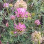 Lomelosia stellata Blüte