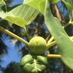 Ficus abutilifolia Фрукт