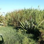 Phragmites karka Habitus