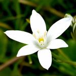 Ornithogalum umbellatum Flower