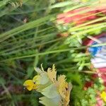 Rhinanthus freynii Flower