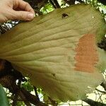 Platycerium elephantotis Leaf