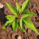 Cleome dodecandra পাতা