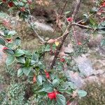 Cotoneaster simonsii Folha