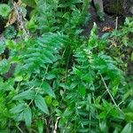 Polemonium caeruleumBlatt