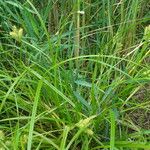 Carex retrorsa Hàbitat