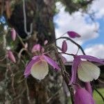 Dendrobium aphyllum Blodyn