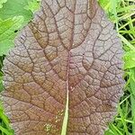 Brassica juncea Liść