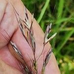 Avenula pubescens Fula