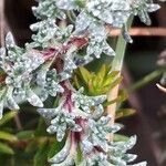 Saxifraga caesia Likasa