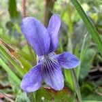 Viola riviniana Kukka