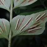 Asplenium hemitomum Hoja