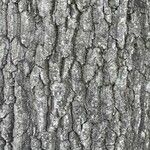 Quercus castaneifolia Bark