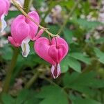 Lamprocapnos spectabilis Flower