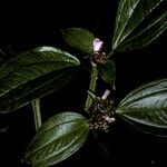 Tristemma mauritianum പുഷ്പം