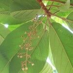 Sterculia cordata Levél