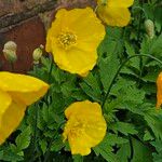 Papaver cambricum Blomma