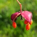 Euonymus latifolius ഫലം