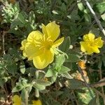 Oenothera drummondii Агульны выгляд