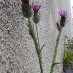 Carduus argentatus Flor