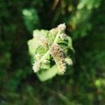 Mentha suaveolensFlower