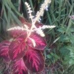 Plectranthus scutellarioidesFlower