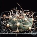 Gymnocalycium oenanthemum Vekstform