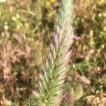 Trifolium angustifolium Fula