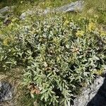 Potentilla valderia Habit