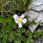 Potentilla clusiana Blomst