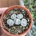 Lithops pseudotruncatellaDeilen