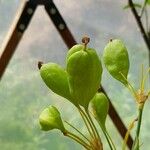 Iris domestica Fruit