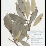 Bouea oppositifolia Leaf