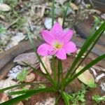 Zephyranthes rosea Flower