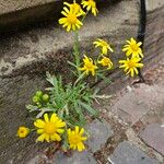 Senecio squalidus عادت داشتن