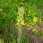 Verbascum densiflorumBlüte