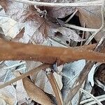 Astilbe macroflora Bark