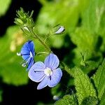 Veronica chamaedrys Flower