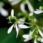 Chamaesyce hypericifolia Цвят