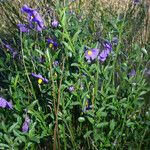 Solanum umbelliferum ᱛᱟᱦᱮᱸ