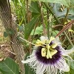 Passiflora edulis 花