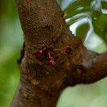 Averrhoa bilimbi Flower