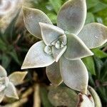 Graptopetalum paraguayenseList