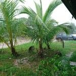 Cocos nucifera Hoja