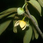 Annona paludosa फूल