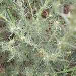Artemisia alba Likasa